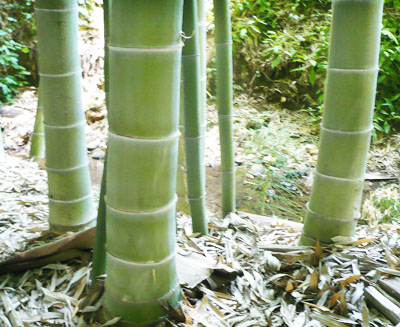 Culms of Moso Bamboo